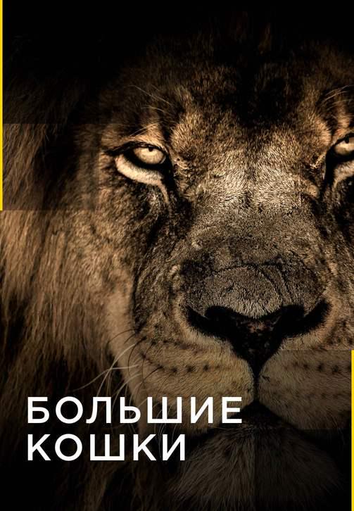 Постер к сериалу Большие кошки. Серия 5 2016
